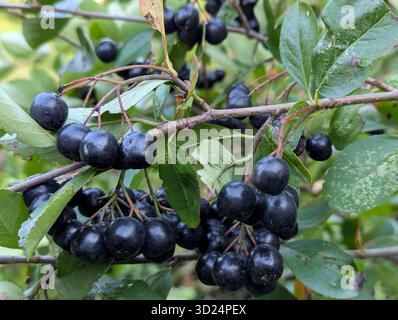 Apfelbeerbaum-Zweig. Schwarze Beere enthält Vitamine. Senkt den Cholesterinspiegel. Gesunde biologisch aktive Nahrungsergänzung. Stockfoto