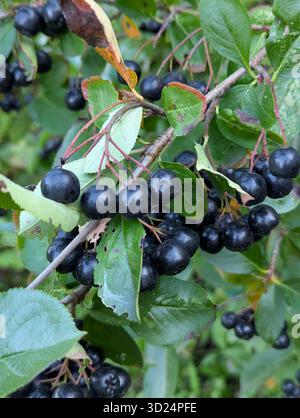 Apfelbeerbaum-Zweig. Schwarze Beere enthält Vitamine. Senkt den Cholesterinspiegel. Gesunde biologisch aktive Nahrungsergänzung. Stockfoto