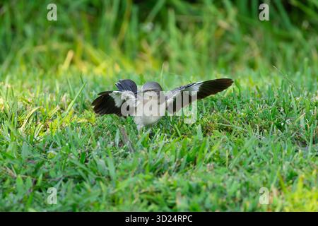 Nordmockingbird mit ausgestreckten Flügeln auf der Suche nach Nahrung in einem grasbewachsenen Feld. Stockfoto