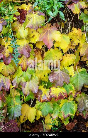 Farbenfrohe Herbstblätter von Boston Ivy oder Maple Rebe im Sonnenlicht. Englischer Garten. Stockfoto