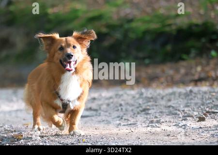 Glücklicher Hund, der auf einem Waldweg läuft Stockfoto