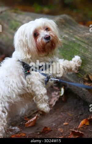 Neugieriger Weißer Hund auf einem Waldspaziergang Stockfoto