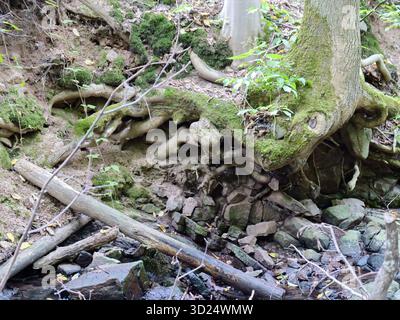 Waldbach mit umgestürzten Bäumen und freiliegenden Wurzeln am moosbedeckten Uferufer. Kopierraum Stockfoto