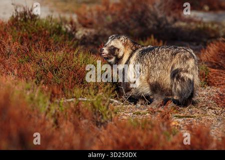 Männlich der gewöhnliche Marderhund (Nyctereutes procyonoides), auch chinesischer oder asiatischer Marderhund genannt Stockfoto