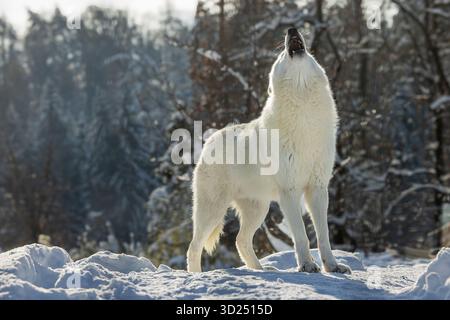 Arktischer Wolf (Canis Lupus arctos) heult in der Winterlandschaft Stockfoto