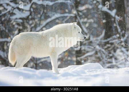Arktischer Wolf (Canis Lupus arctos) Ein einsamer Wolf im verschneiten Wald Stockfoto