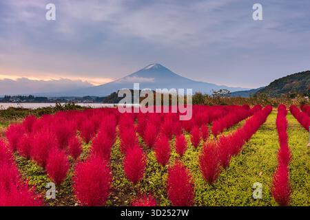 Fuji Mountain, Japan, mit Kokia-Büschen im Oishi Park im Herbst. Stockfoto