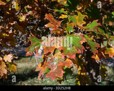 Die Blätter der scharlachroten Eiche (Quercus coccinea) werden im Herbst, Colorado, rot und orange Stockfoto