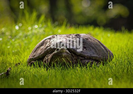 Vorderansicht Nahaufnahme einer riesigen Schnappschildkröte mit Textur-Detail Naturfotografie Grashintergründe Stockfoto