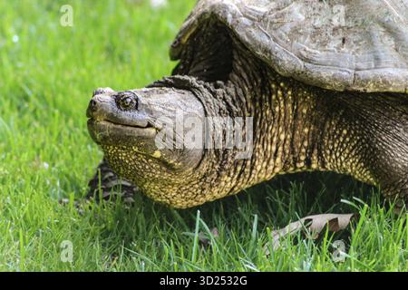 Nahaufnahme einer riesigen Schnappschildkröte mit Strukturdetails. Naturfotografie. Isoliert auf einem Grasgrund. Stockfoto