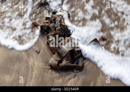 Nahaufnahme von Meerwasser, das über Algen an einem Sandstrand gespült wird Stockfoto