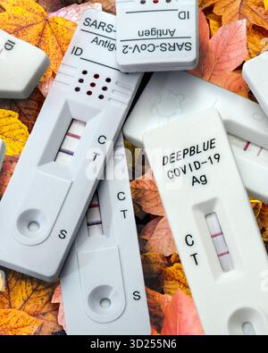 Corona-Infektionen mit der neuen Variante XFG, auch Frankenstein genannt, positive Corona-Schnelltests liegen symbolisch im Herbstlaub, München, Ende Oktober 2025 Deutschland, München, 30. Oktober 2025, aktuelle Coronawelle, neue Corona-Infektionen durch die Variante XFG, auch Frankenstein genannt, positive Corona Antigen-Schnelltests, Testkassetten, Tliegen symbolisch im Herbstlaub, Herbst, Fotomontage aus zwei eigenen Bildern, Bayern ***,Corona-Infektionen mit der neuen Variante XFG, auch Frankenstein genannt, positive Corona-Schnelltests liegen symbolisch im Herbstlaub, München, Ende Stockfoto