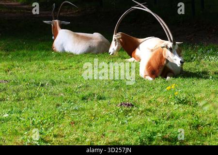 Drei Skimitar-Hörner Oryx ruhen auf grünem Gras Stockfoto