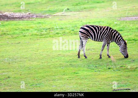 Zebras grasen in einem üppigen grünen Feld Stockfoto