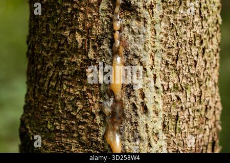 Nahaufnahme von ausströmendem saft oder Harz auf einem Baumstamm in einem Wald. Makroaufnahme, keine Leute Stockfoto