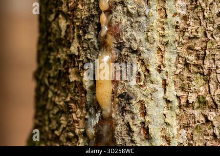 Nahaufnahme von ausströmendem saft oder Harz auf einem Baumstamm in einem Wald. Makroaufnahme, keine Leute Stockfoto