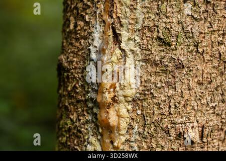 Nahaufnahme von ausströmendem saft oder Harz auf einem Baumstamm in einem Wald. Makroaufnahme, keine Leute Stockfoto