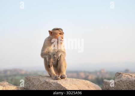 Berbermakaken, Rhesusaffen auf einem Felsen, Tierwelt und Umwelt in Indien, Dschungel und Regenwaldtiere am Boulder in Hampi Stockfoto