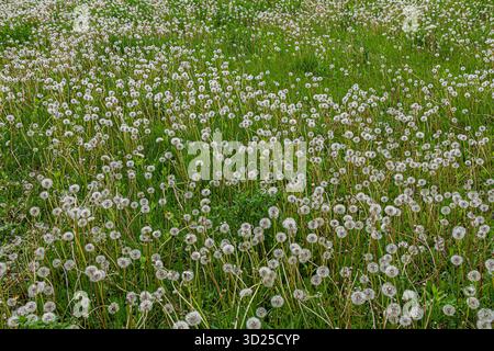 Haufen gewöhnlicher Löwenzahn-Blüten und Samenköpfe bilden eine atemberaubende Darstellung zwischen hellgrünem Gras auf einer Wiese, die die Schönheit des Frühlings zeigt Stockfoto