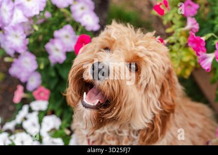 Schöner brauner, lockiger Hund der Rasse Goldendoodle oder Labradoodle im Garten in bunten Blumen Stockfoto