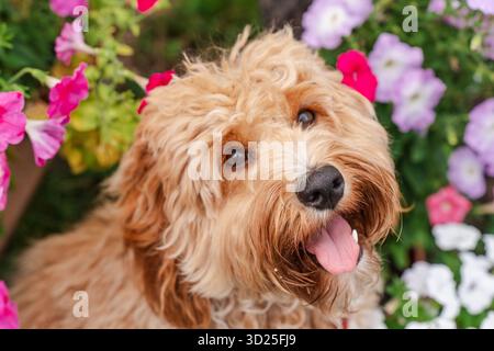 Schöner brauner, lockiger Hund der Rasse Goldendoodle oder Labradoodle im Garten in bunten Blumen Stockfoto