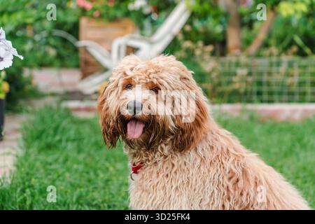 Schöner brauner, lockiger Goldendoodle- oder Labradoodle-Hund im Sommer im Garten Stockfoto