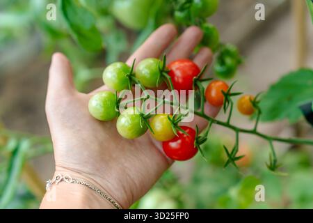 Kleine Kirschtomaten auf einem Zweig in verschiedenen Farben grün und rot Stockfoto