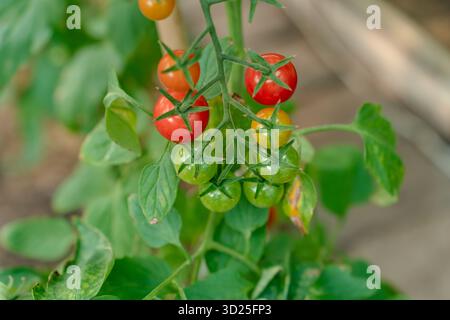 Kleine Kirschtomaten auf einem Zweig in verschiedenen Farben grün und rot Stockfoto