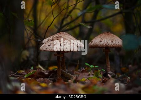 Sonnenschirm (Macrolepiota procera) im Herbstwald Stockfoto