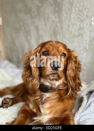 Nahaufnahme Porträt eines Cocker Spaniel Hundes, der drinnen auf einem Bett sitzt. Gemütliche Atmosphäre. Stockfoto