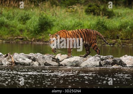 Männlicher sibirischer Tiger (Panthera tigris tigris), der auf den Steinen am Wasser läuft Stockfoto