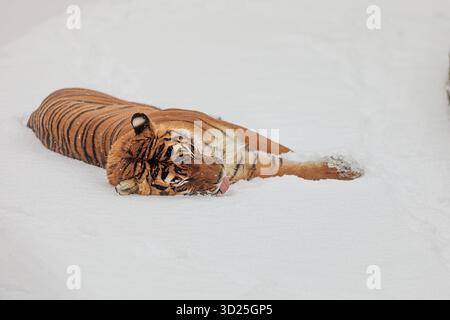 Der malayische Tiger (Panthera tigris jacksoni) liegt im Schnee Stockfoto