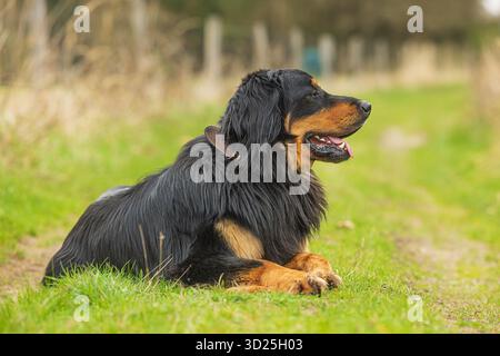 Männlicher schwarzer und goldener Hovie-Hund hovawart Stockfoto