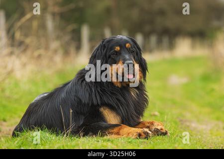Männlicher schwarzer und goldener Hovie-Hund hovawart Stockfoto