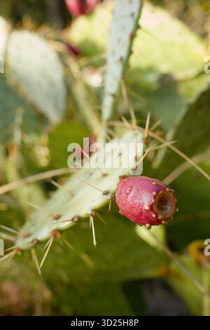 Vertikales Nahaufnahme einer Reifen, rot-rosa Feigenfrucht (Thunfisch) mit kleinen Dornen, die unter natürlichem Licht auf einem grünen Kaktuspad (Nopal) befestigt ist. Stockfoto