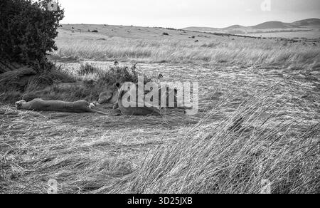 Gruppe Löwen, die sich im hohen Gras der afrikanischen Savanne entspannen und sich in der warmen Sonne der lebendigen Landschaft Kenias sonnen Stockfoto