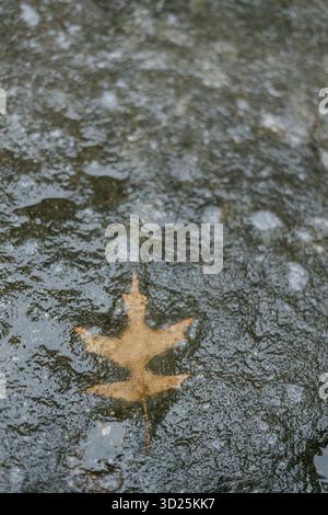 Ein Ahornblatt liegt auf einem nassen Stein und schafft einen wunderschönen Kontrast der Farben in einer ruhigen, natürlichen Umgebung. Stockfoto