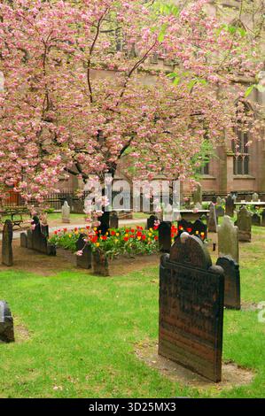 New York, NY, USA 1. Mai 2007 Ein blühender Kirschblütenbaum und Tulpen säumen die historischen Gräber auf einem Friedhof in der Trinity Church in New Yor Stockfoto