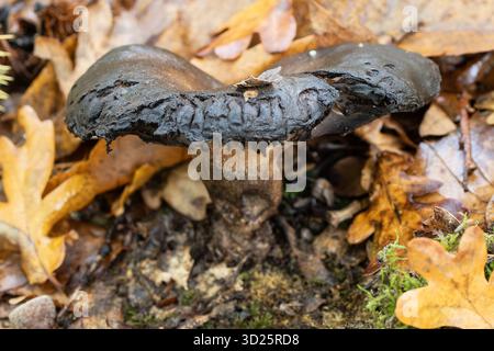 Schwarzer Pilz Unter Herbstblättern Stockfoto