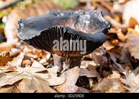 Schwarzer Pilz Unter Herbstblättern Stockfoto