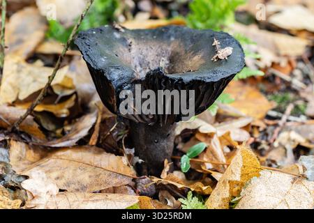 Schwarzer Pilz Unter Herbstblättern Stockfoto