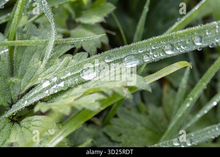 Regentropfen auf Grasklingen Stockfoto