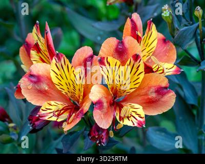 Wunderschöne Alstroemeria Blumen Sommer Paradies Indischer Sommer Stockfoto