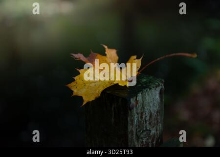 Ein einzelnes gelb-oranges Ahornblatt, das auf einem dunklen Holzpfosten vor einem verschwommenen, dunklen Hintergrund ruht. Trocknen Blatt mit etwas brauner Färbung. Stockfoto