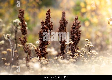 Nahaufnahme getrockneter Wildblumenköpfe im weichen Herbstlicht Stockfoto