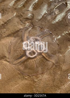 Quallen an einem englischen Strand Stockfoto