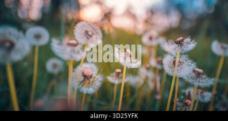 Wildblumen-Löwenzahn-Samenköpfe in einer goldenen Wiese bei warmem Sonnenuntergang, rückseitig beleuchtetes Feld. Sanftes Herbstlicht. Natürliche blumige Frühlingsszene friedliche Landschaftsgras Stockfoto