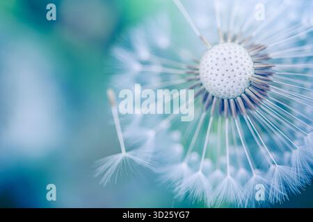 Zarte weiße Pustelblume Makro-Nahaufnahme auf weichem blauem Bokeh. Flauschige Wildblume. Botanischer Naturblumen-Hintergrund für Frühling, Zen, Ruhe, Wellness Stockfoto