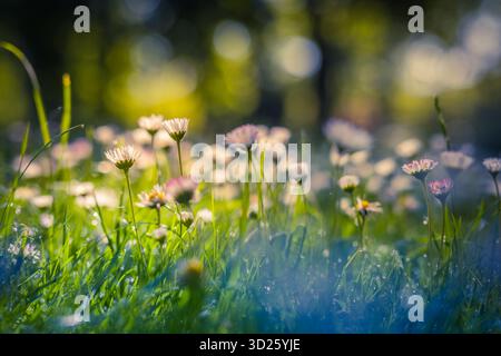 Gänseblümchen in einer Sommermuhle mit weichem Bokeh und verblassten Vintage-Tönen. Frisches Blumenfeld. Natürliche Frühlingslandschaft friedliche Landschaft Gras Botanik Stockfoto