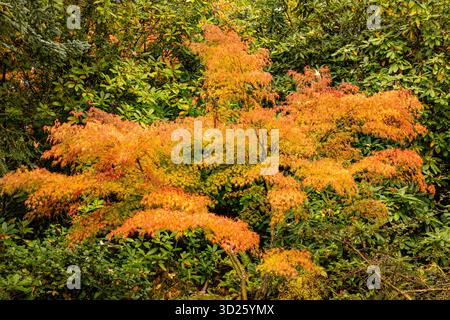 WA28693-00...WASHINGTON - leuchtende Herbstfarbe am oberen Rand des Kubota Gardens, einem Seattle City Park. Stockfoto